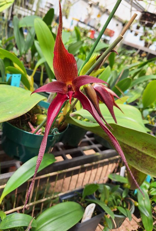 Bulbophyllum Karen Lewis 'Timbucktoo' AM/AOS 88 Points