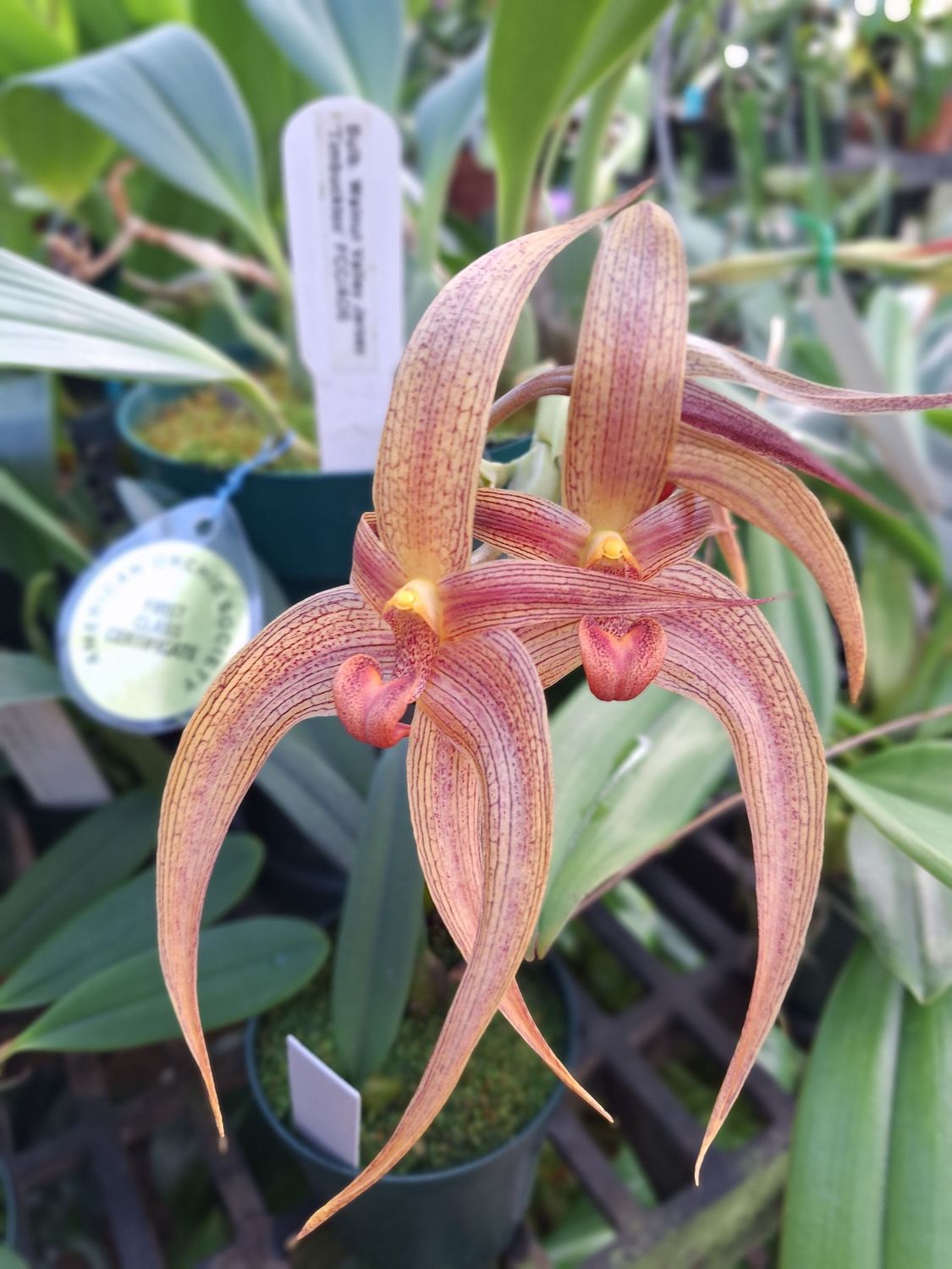 Bulbophyllum Walnut Valley Jersey 'Timbucktoo' FCC/AOS 90 Points