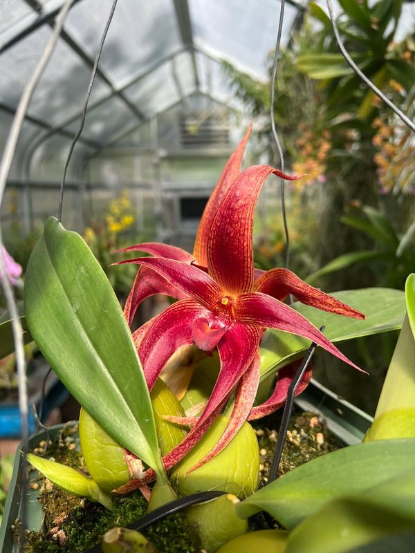 Bulbophyllum Walnut Valley Star