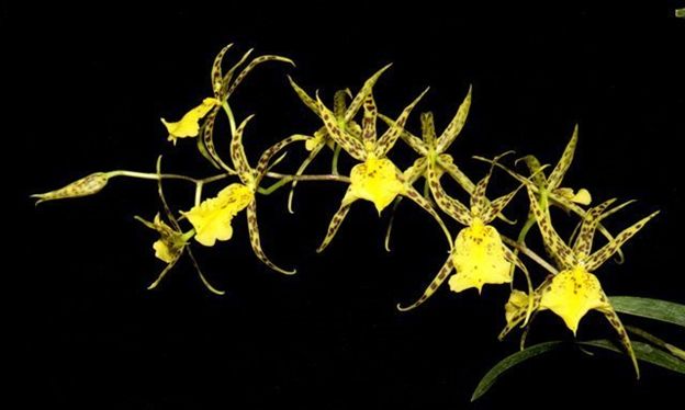 Brassidium Nittany Gold 'Dr. John' AM/AOS