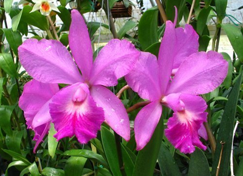 Cattleytonia Beverly's Blush 'Kalapana'