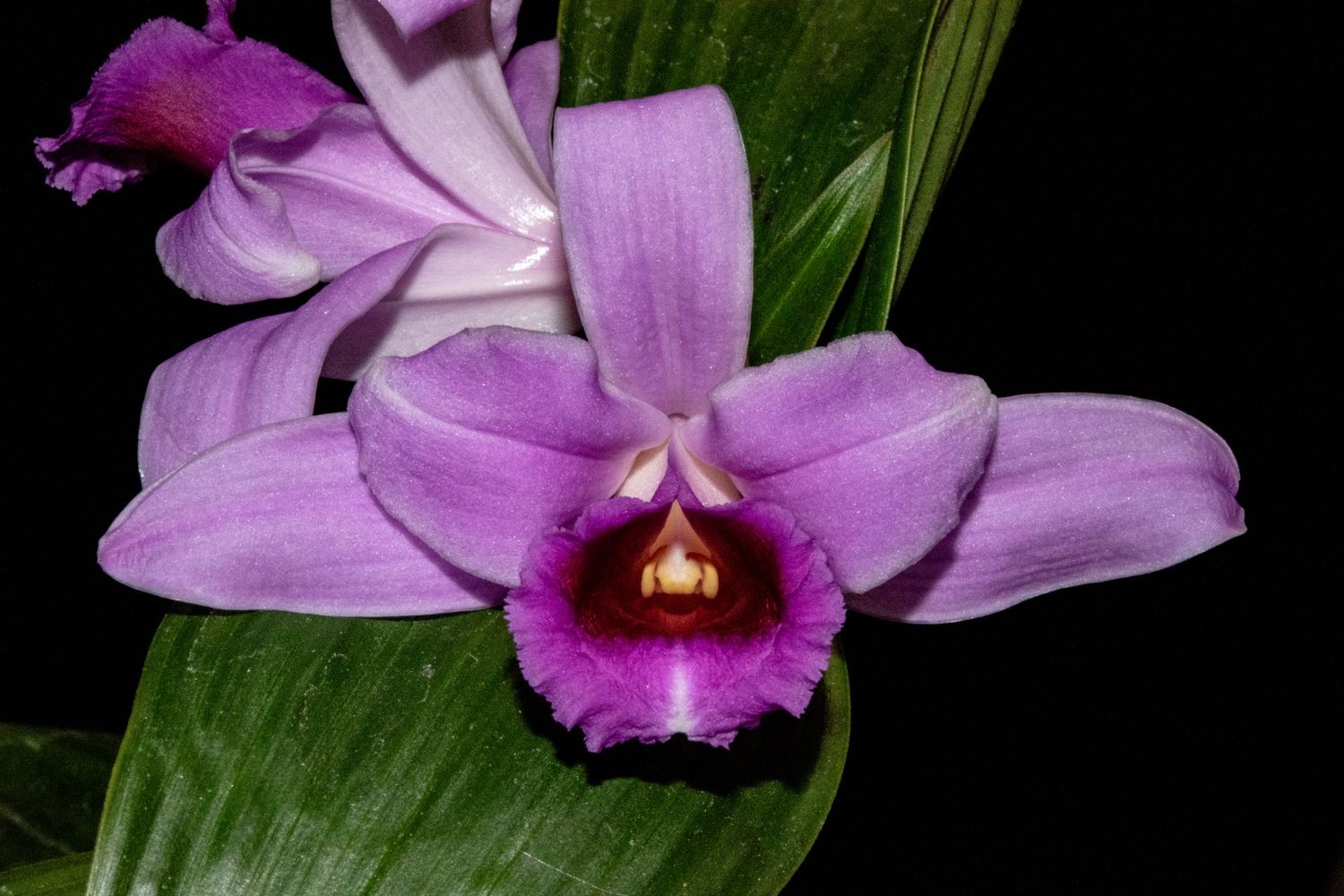 Sobralia sessilis 'Winfield'