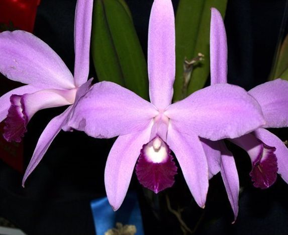 Cattleya perrinii