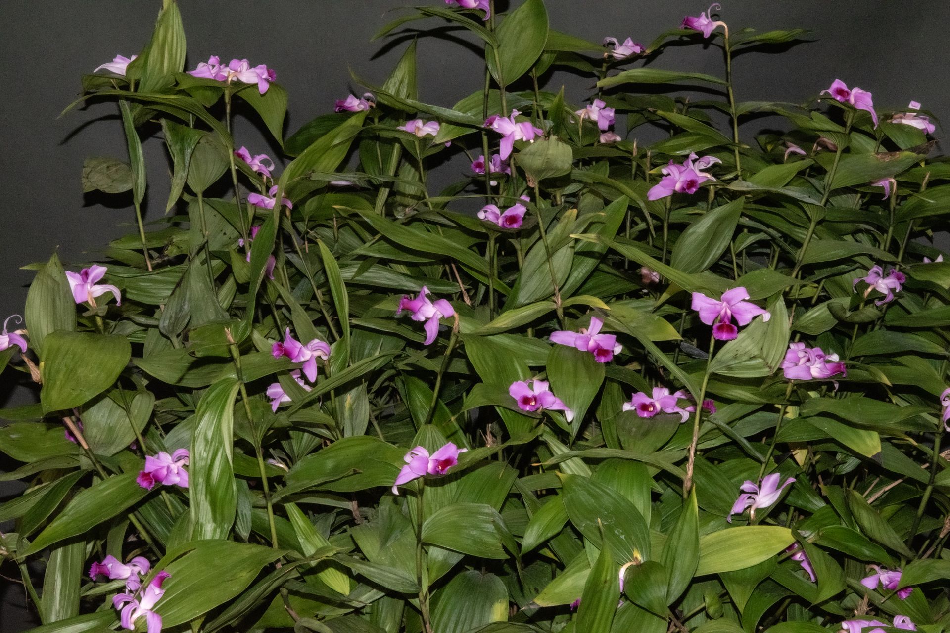 Sobralia sessilis 'Winfield'