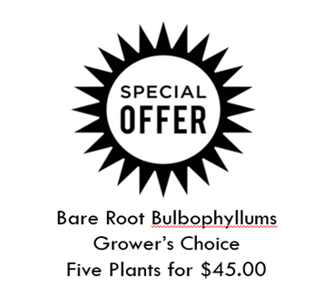 Bare Root Bulbophyllym Special