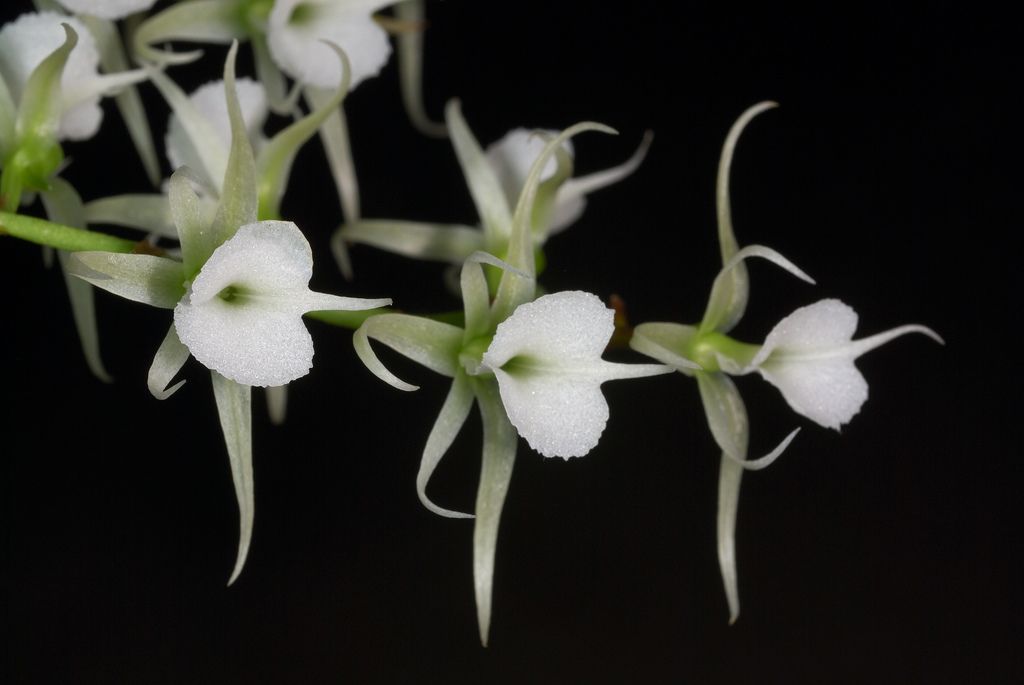 Oeonillia polystachys