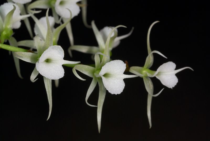 Oeonillia polystachys