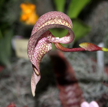 Bulbophyllum fritillariiflorum