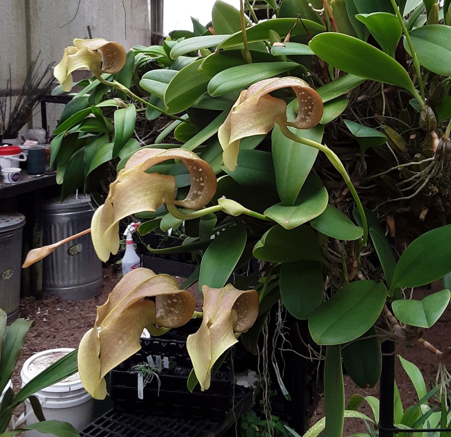 Bulbophyllum grandiflorum 'Polokei' AM/AOS