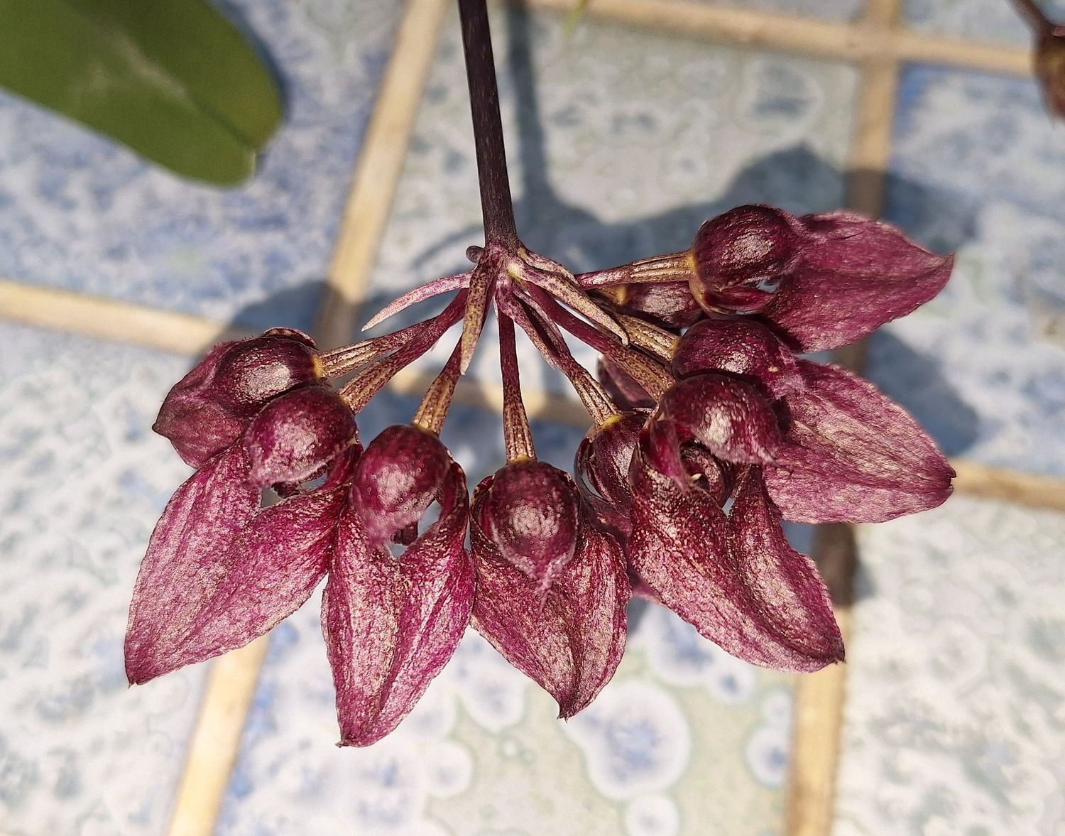 Bulbophyllum Frostpoint