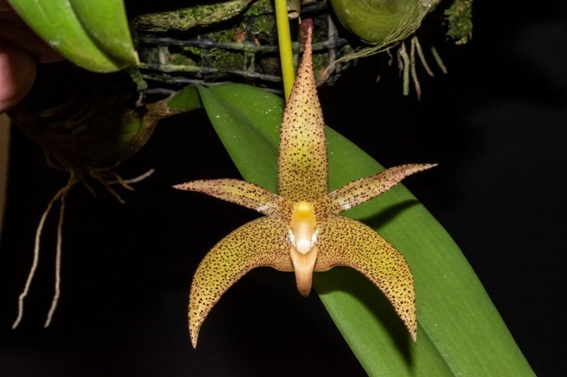 Bulbophyllum Melanie's Star 'Timbucktoo' AM/AOS