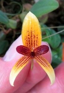 Bulbophyllum pardolatum