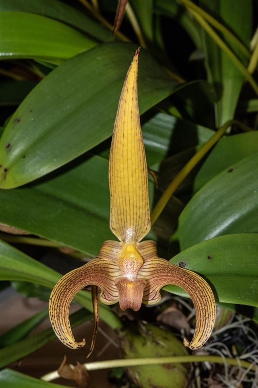 Bulbophyllum lobbii 'Different' HCC & CCE/AOS