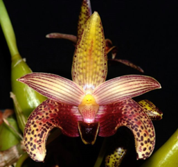 Bulbophyllum lobbii 'Lenney' AM/AOS