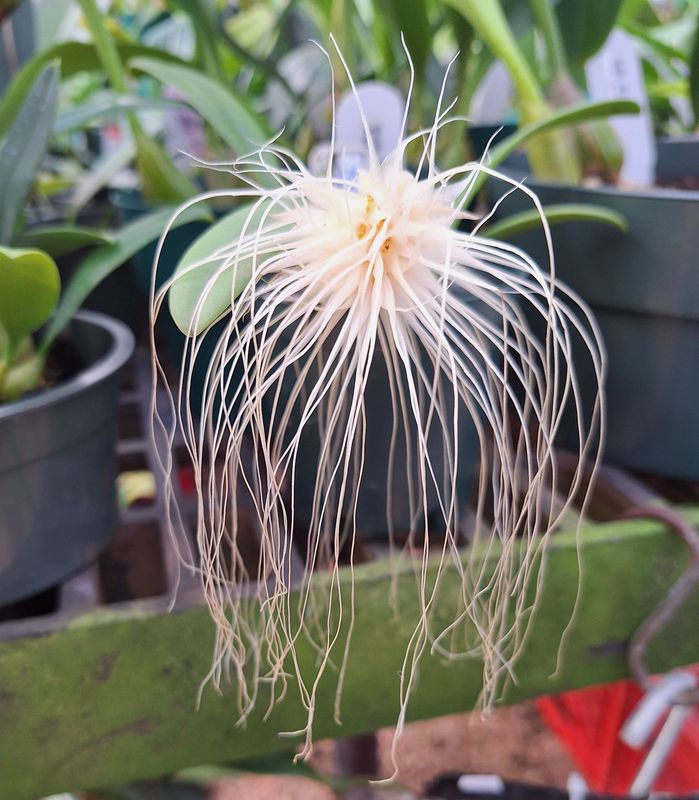 Bulbophyllum medusae