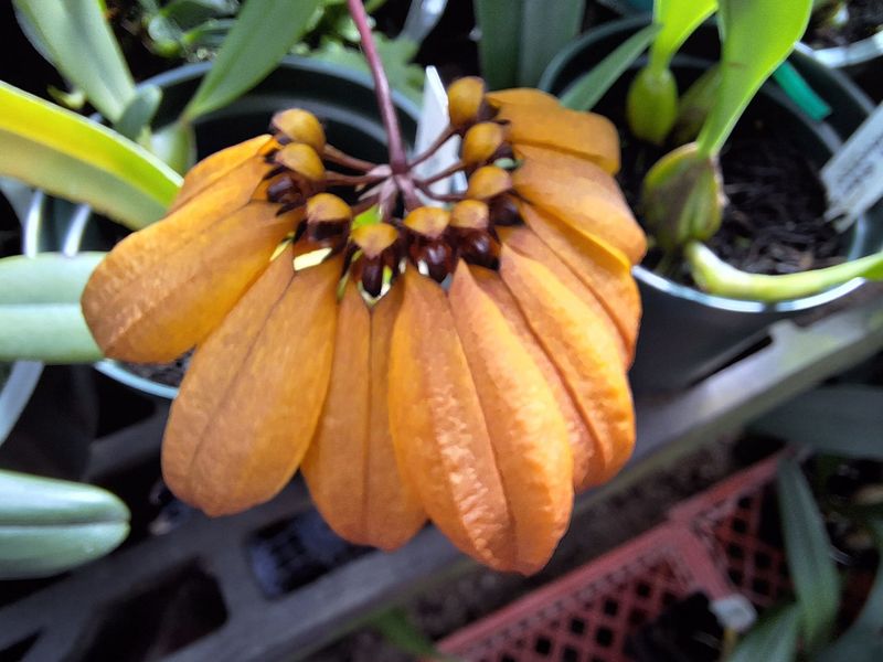 Bulbophyllum masterianum