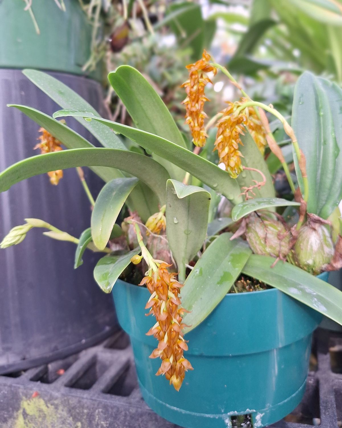 Bulbophyllum cupreum