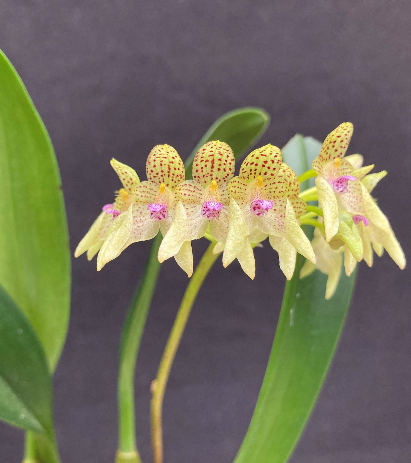 Bulbophyllum guttulatum