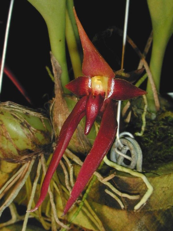 Bulbophyllum nymphopolitanum 'FX's Puppy Power' CBR/AOS