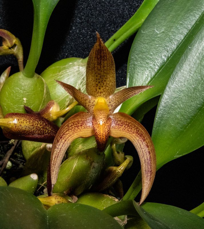 Bulbophyllum Fire Nymph 'Timbucktoo' HCC/AOS