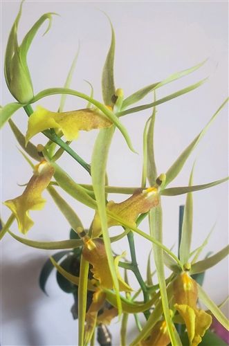 Brascidostele Tower of Rex 'Mr. Green Jeans'