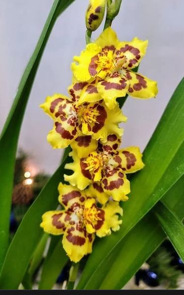 Oncidium Pacific Passage 'Peach Cobbler'