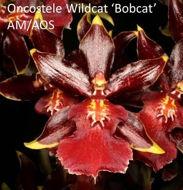 Oncostele Wildcat 'Bobcat' AM/AOS
