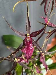 Wilhelmara Pinot Princess