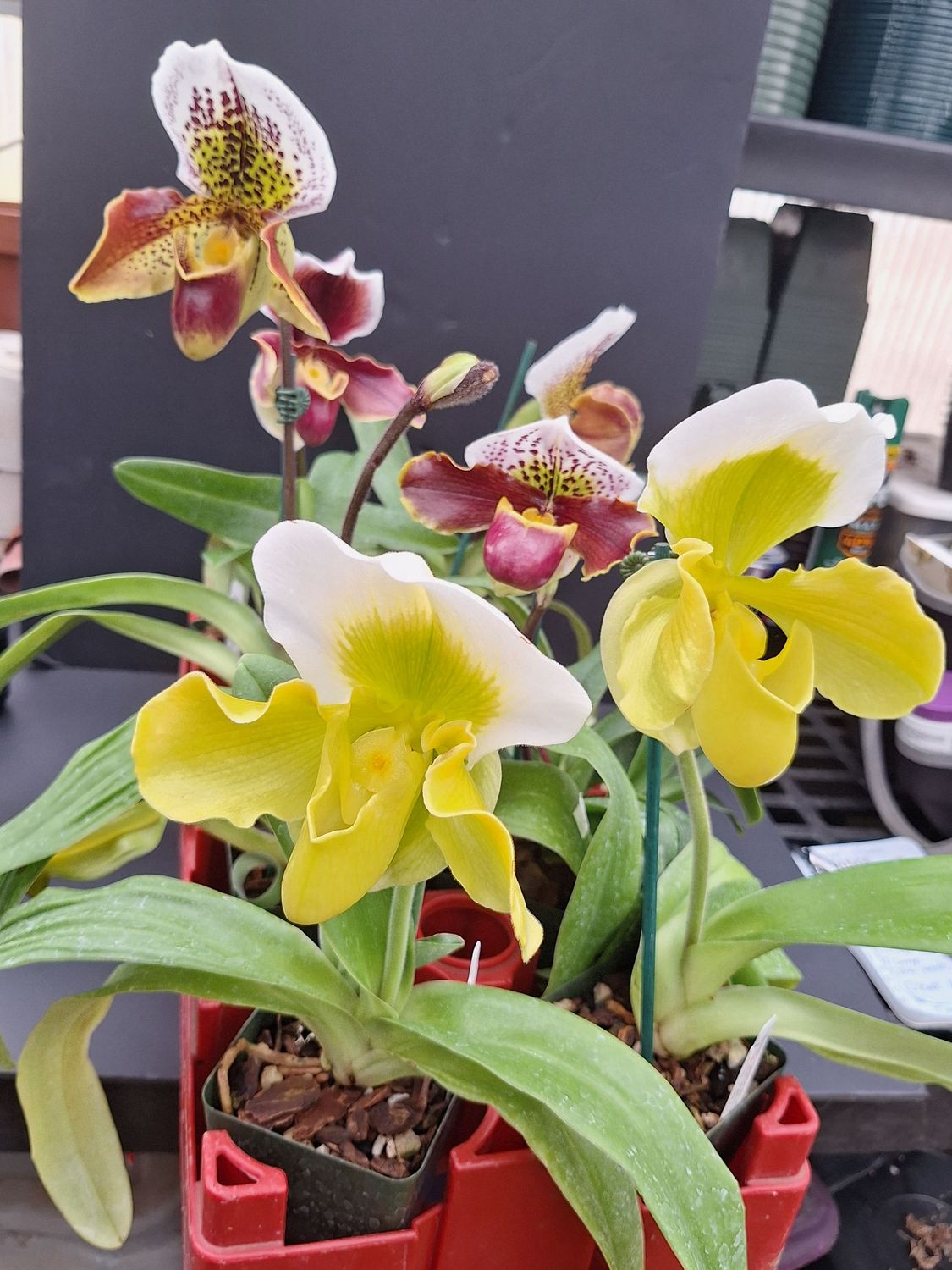 'Bulldog' Paphiopedilums