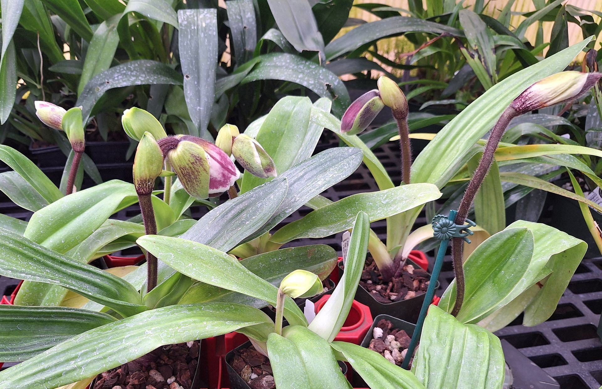 'Bulldog' Paphiopedilums