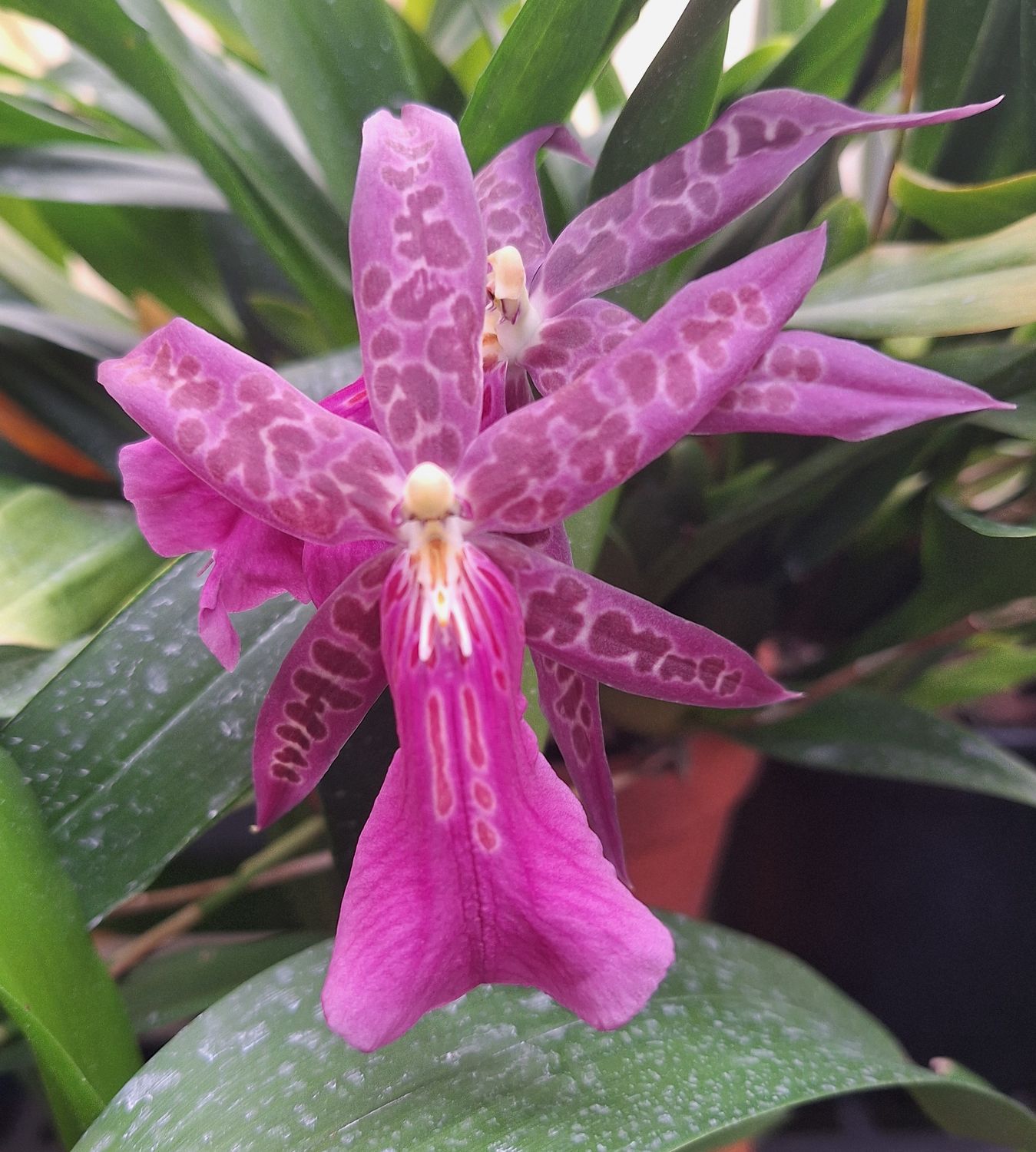 Bratonia Dark Star 'The OrchidWorks'