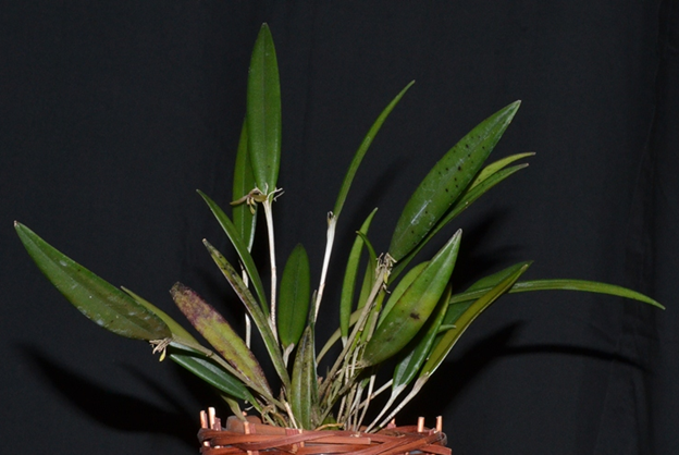 Myoxanthus lonchophyllus 'M & B' CBR/AOS