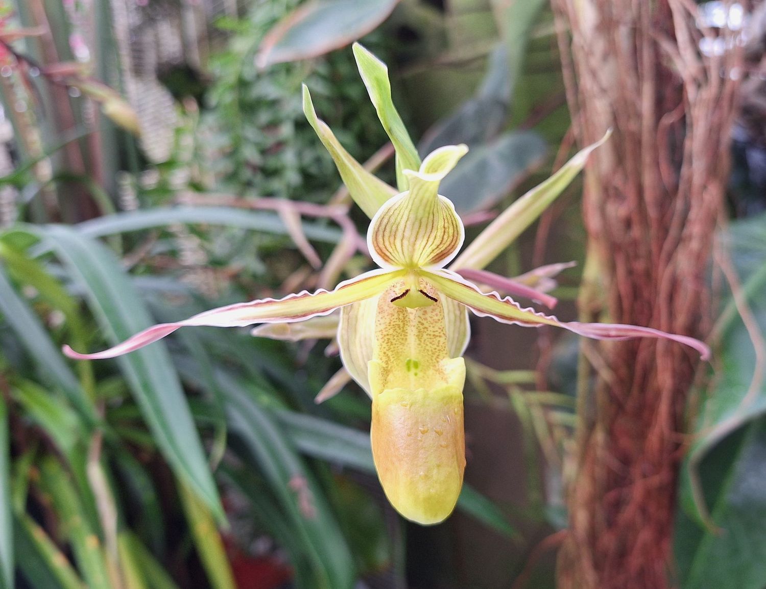 Phragmipedium longifolium 'Timbucktoo'