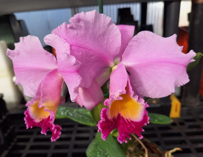 Cattleya trianae x Cattleya Culminant 'La Tuilerie' AM/AOS