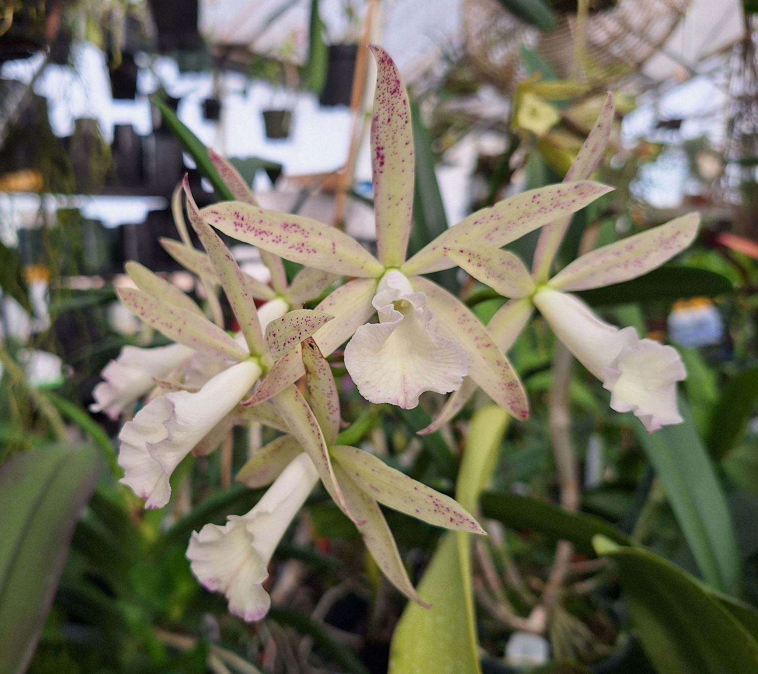Brassocattleya Little Lulu