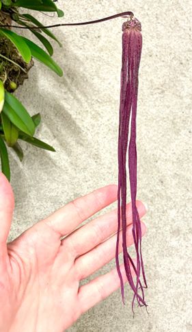 Bulbophyllum treschii