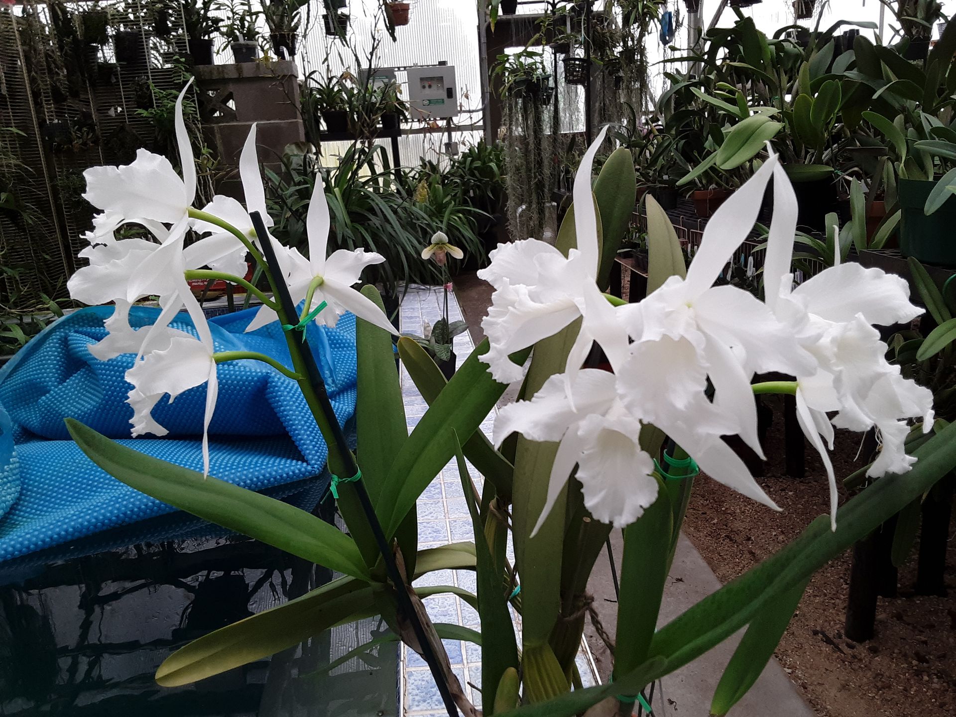 Cattleya purpurata v. alba