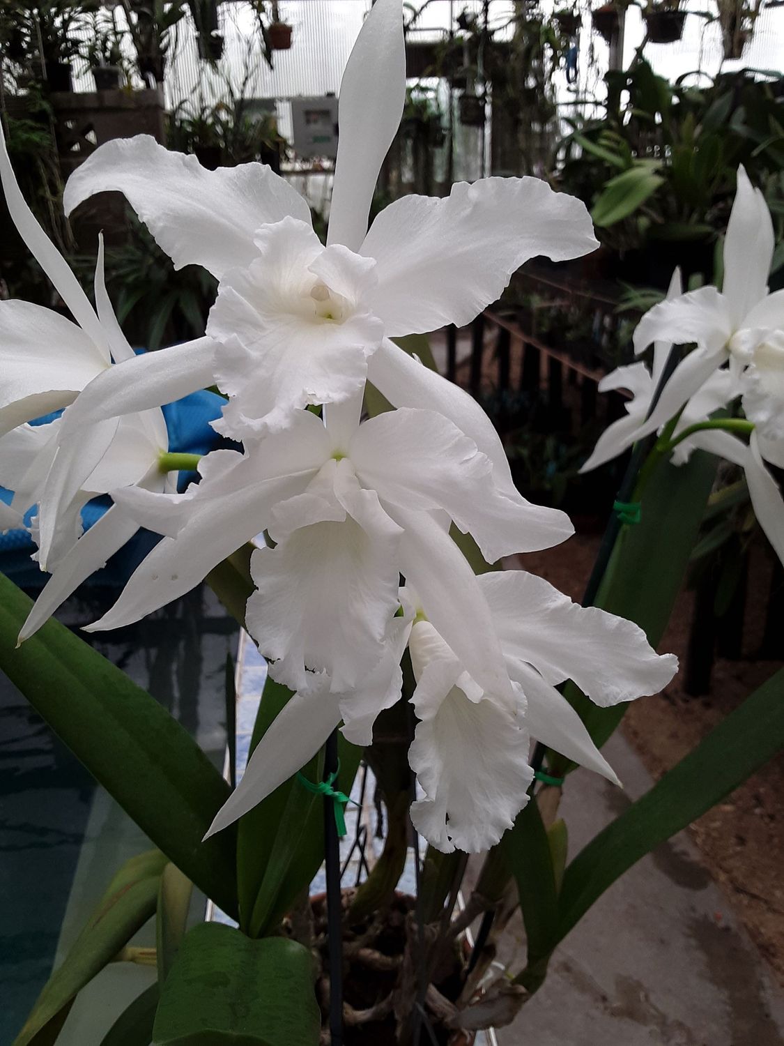Cattleya purpurata v. alba
