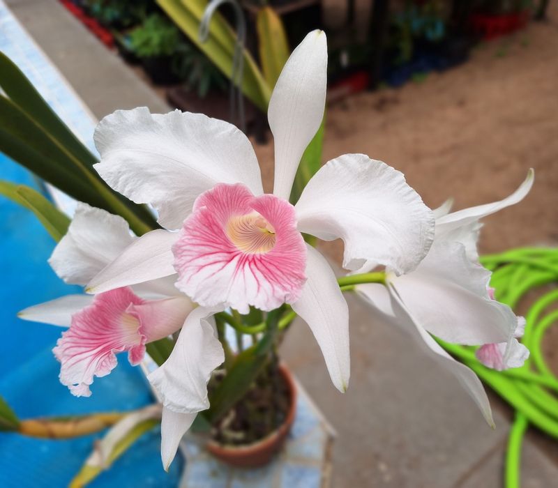 Cattleya  purpurata f. carnea 'Uba Tuba'