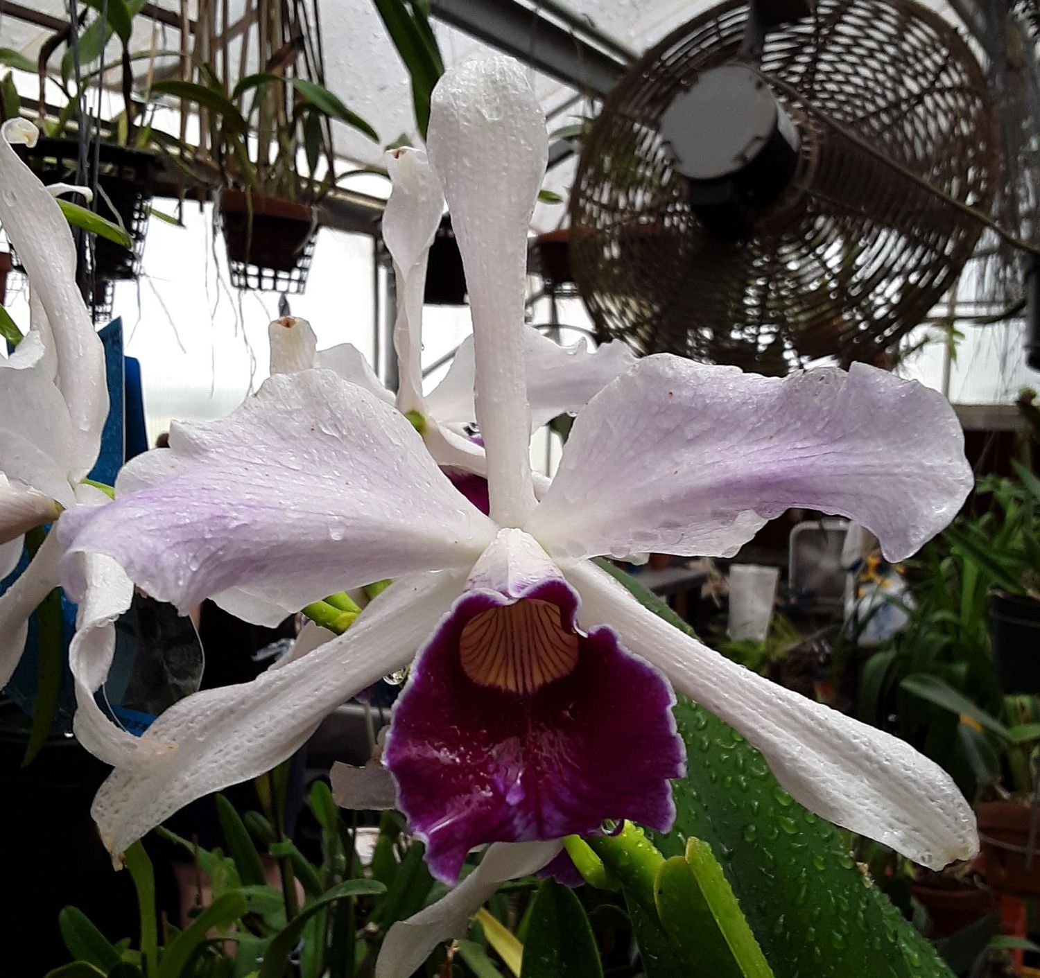 Cattleya purpurata 'Sanborn's Legacy'