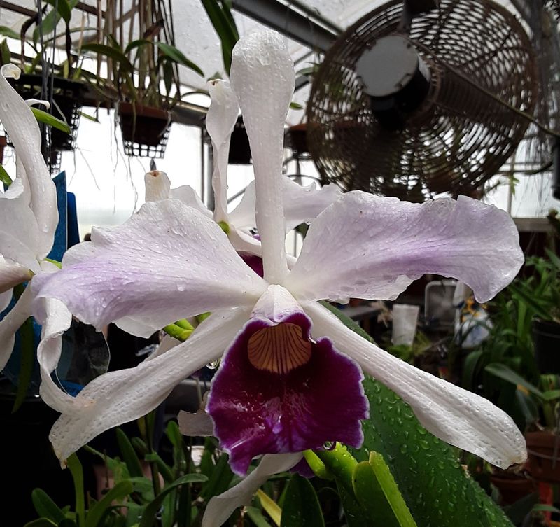 Cattleya purpurata 'Sanborn's Legacy'