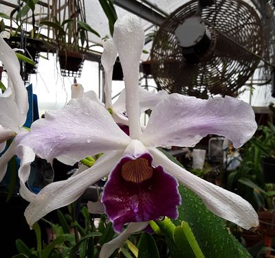 Cattleya purpurata 'Sanborn's Legacy' Cattleya purpurata 'Sanborn's Legacy'