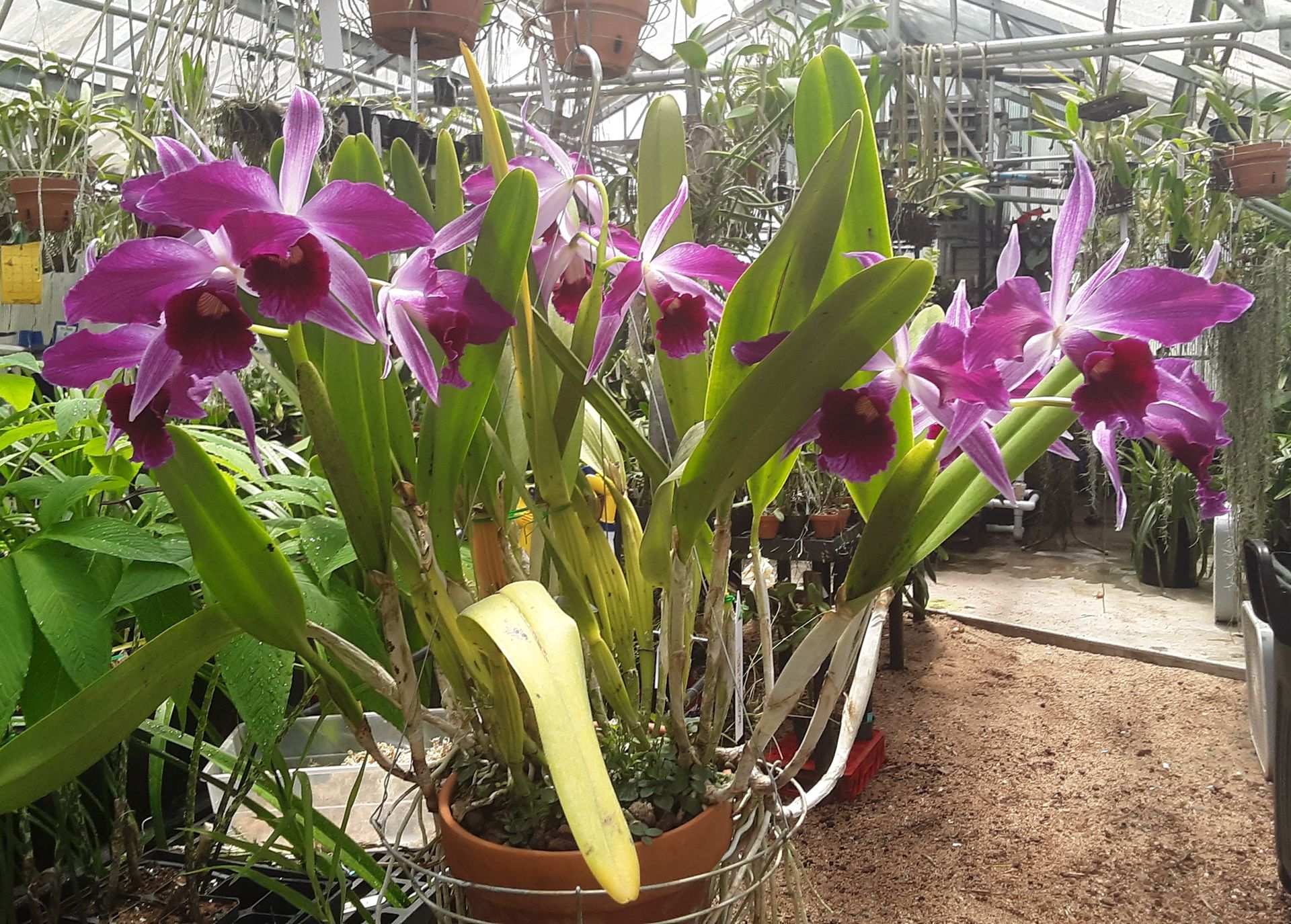 Cattleya purpurata h.f. rubra 'Dr. Mark' AM/AOS