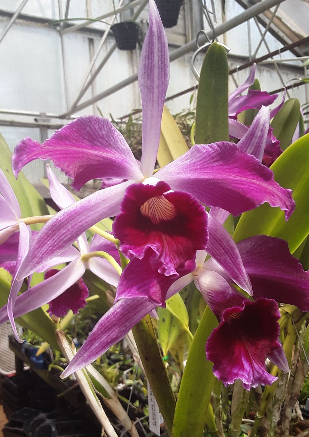Cattleya purpurata h.f. rubra 'Dr. Mark' AM/AOS