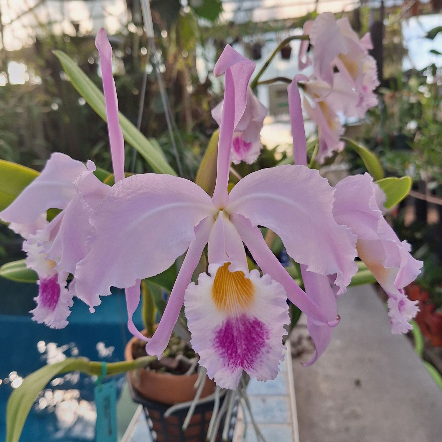 Cattleya  gaskelliana