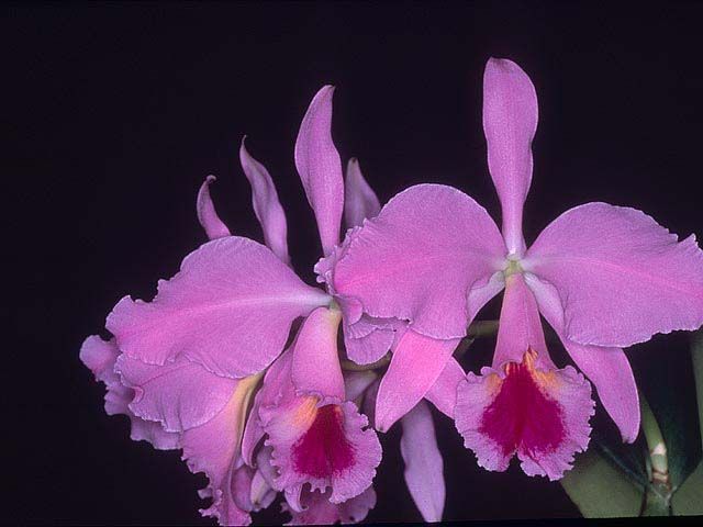Cattleya jenmanii 'Dr' Mark' AM/AOS 83 Points