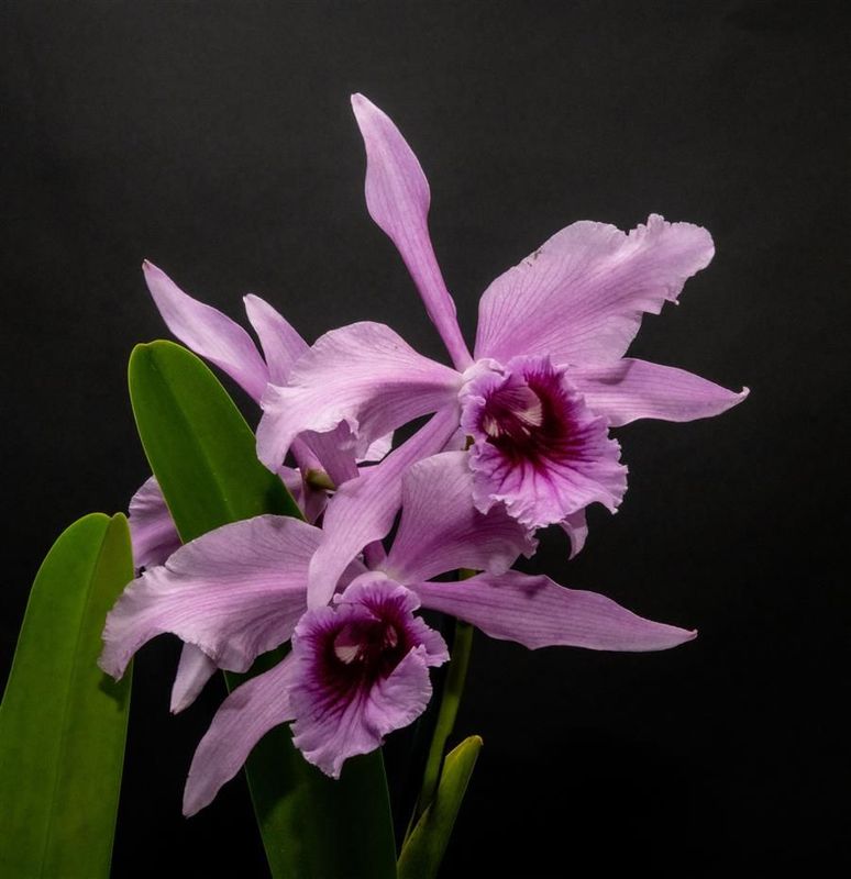 Cattleya Alliance
