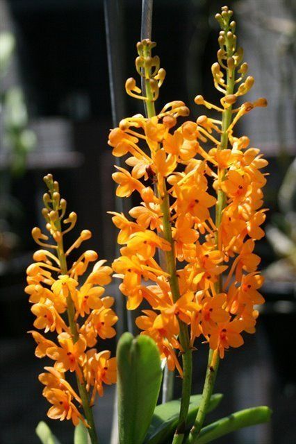 Vanda Alliance