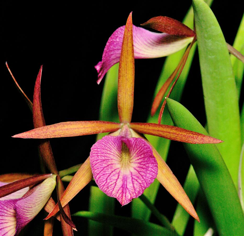 Brassocattleya Hamlyn's Magic 'Leilani' AM/AOS