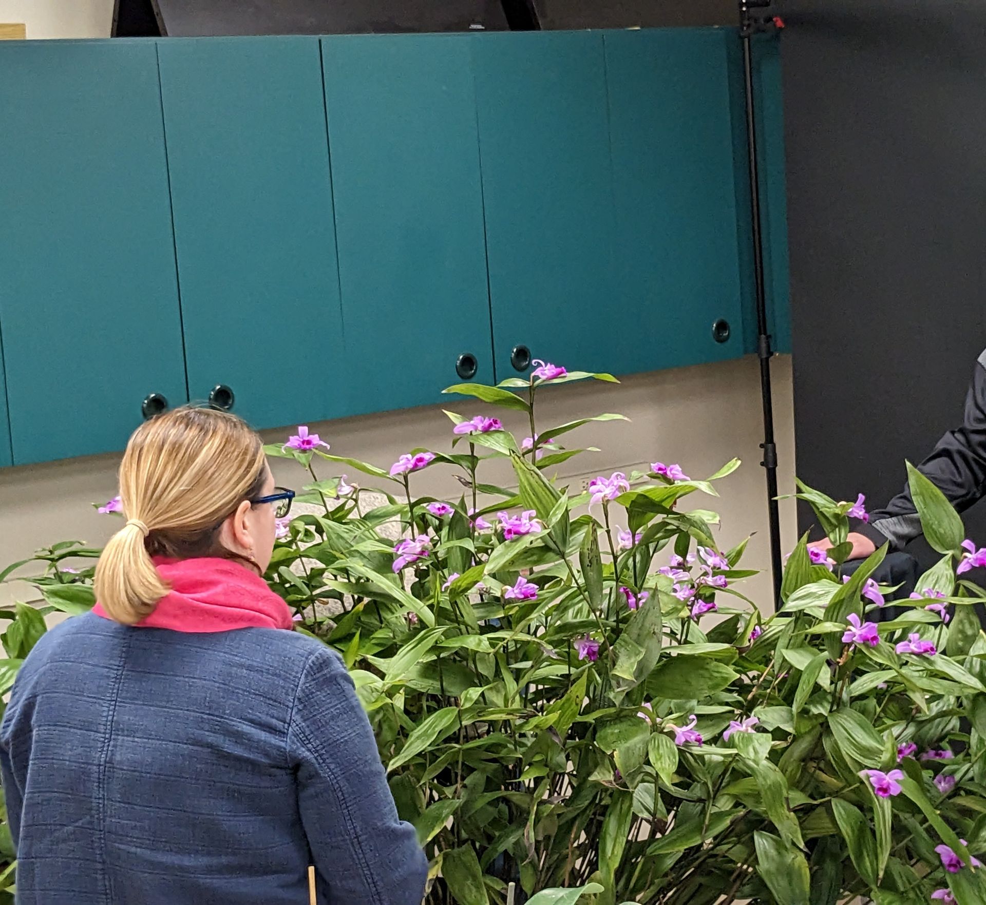 Sobralia sessilis 'Winfield' CBR/AOS